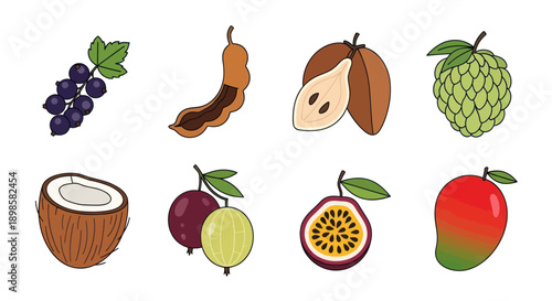 Variety of colorful tropical fruit illustrations