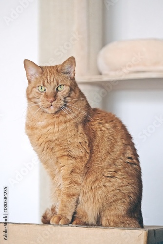 Ginger cat sitting on a cardboard box and looking curious to the camera. Vertical image with selective focus.