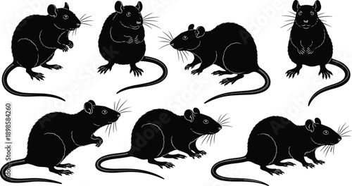 Rat silhouettes collection, black rodent animals in different poses, mouse and rat wildlife vector illustration set isolated on white background for design and education use