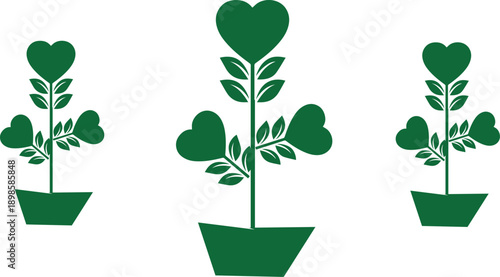 Three green heart shaped plants in pots