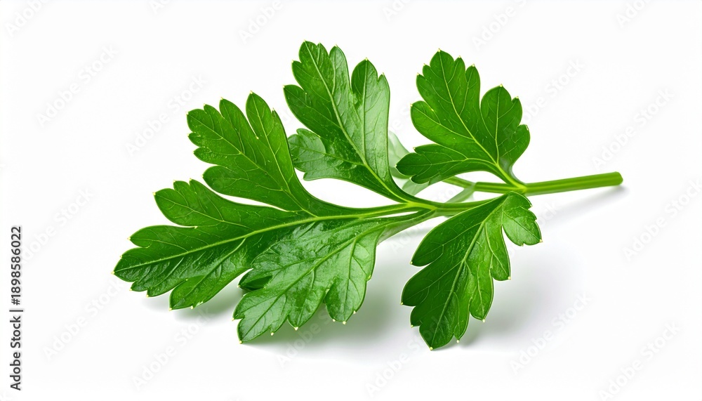 Obraz premium Fresh Green Parsley Branch with Detailed Leaves Isolated on White Background for Healthy Food Recipes and Culinary Design