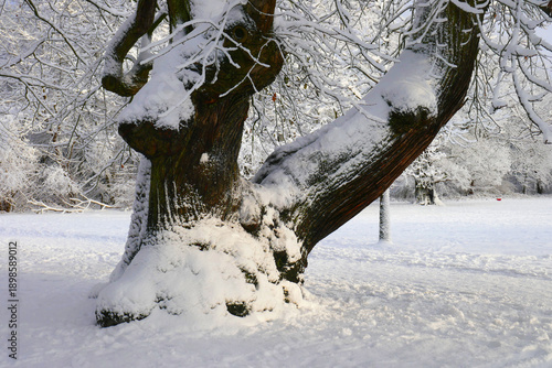 alter Baum im Winter