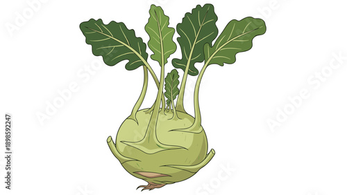 Detailed illustration of a kohlrabi vegetable with large green leaves and a round light green bulb isolated on white background.