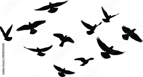 WebLarge flock of black pigeon silhouettes flying in group formation across a white background isolated vector illustration for nature wildlife and freedom concept designs.