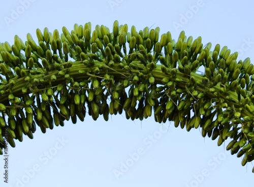 nature, plant, tree, green, sky, blue
