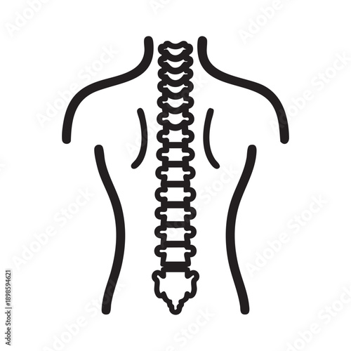 A simple illustration of a human spine