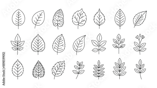 Collection of diverse leaf shapes drawn with thin black lines representing different plant species for botanical design.