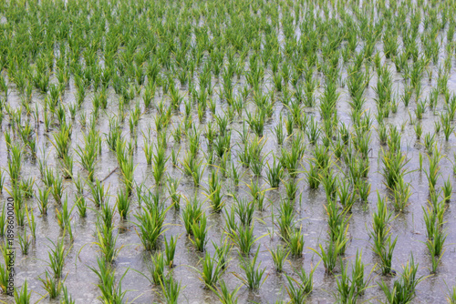 Wallpaper Mural Young rice plants growing in flooded agricultural field Torontodigital.ca