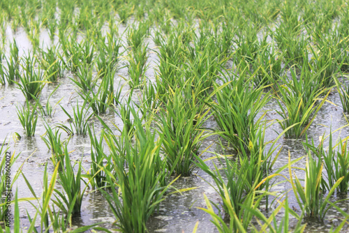 Wallpaper Mural Green rice plants growing in water paddy field Torontodigital.ca