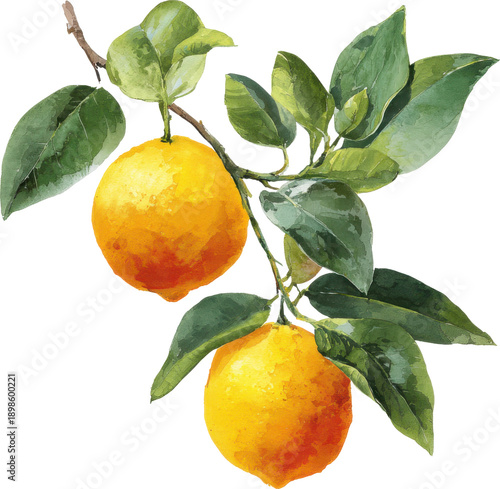 Fresh oranges growing on a lush green tree branch under natural sunlight isolated on transparent background