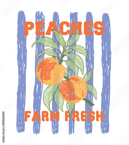 Hand drawn Peach fruit t-shirt designs, California Fruit Club, Tropical sweetness, Farmer's market. Fruit stall t-shirt artwork. peach vector art with typography, retro vintage fruit illustration 