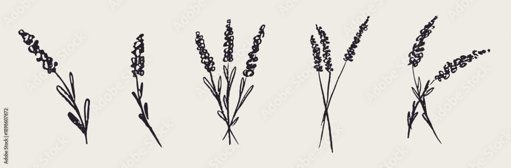 Fototapeta premium Grunge minimal charcoal chalk lavender flower collection. Vector illustration of ink hand drawn garden or wild herbs set. Wax crayon drawing style. Floral silhouette elements for scrapbooking design.