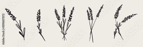 Grunge minimal charcoal chalk lavender flower collection. Vector illustration of ink hand drawn garden or wild herbs set. Wax crayon drawing style. Floral silhouette elements for scrapbooking design.