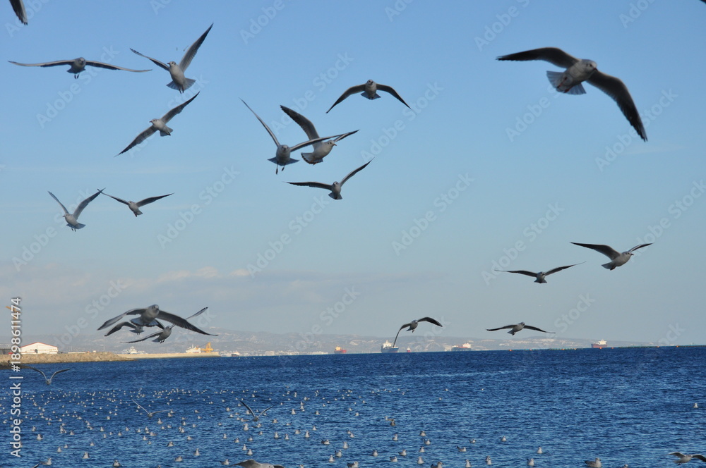 Fototapeta premium The beautiful bird Larus ridibundus (Black-headed Gull) in the natural environment