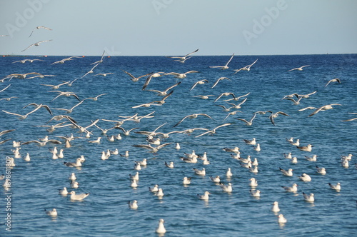 The beautiful bird Larus ridibundus (Black-headed Gull) in the natural environment