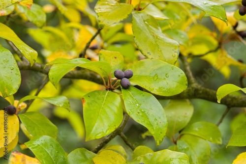 Plant list 2025 - Nyssa sylvatica