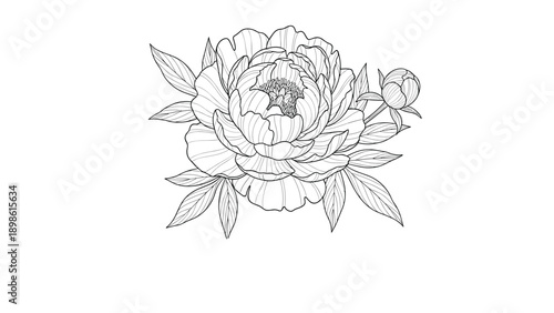 Exquisite line art drawing of a blooming peony flower with a small bud and leaves for coloring or floral design.