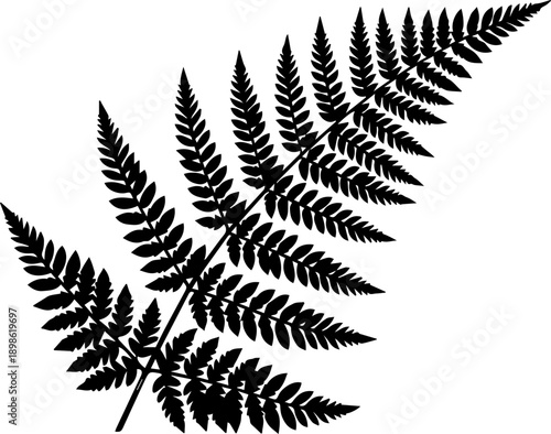 Detailed black fern leaf silhouette on white background, botanical element for nature themed design