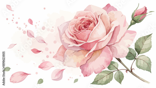 Blushing pink rose with scattered petals and leaves on white background floral symbol of love and romance in soft watercolor style