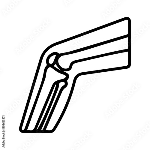 Human Knee Joint Anatomy