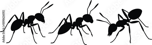 Set of black ant silhouettes, worker insect icons, and crawling colony pests isolated on white background for nature and pest control design.