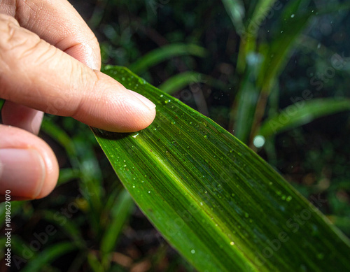 Touch of life in the mist