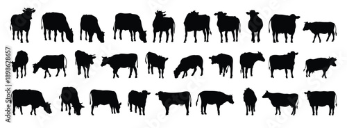 cow and calf silhouette set. cow and calf isolated farm animal silhouette icon vector collection
