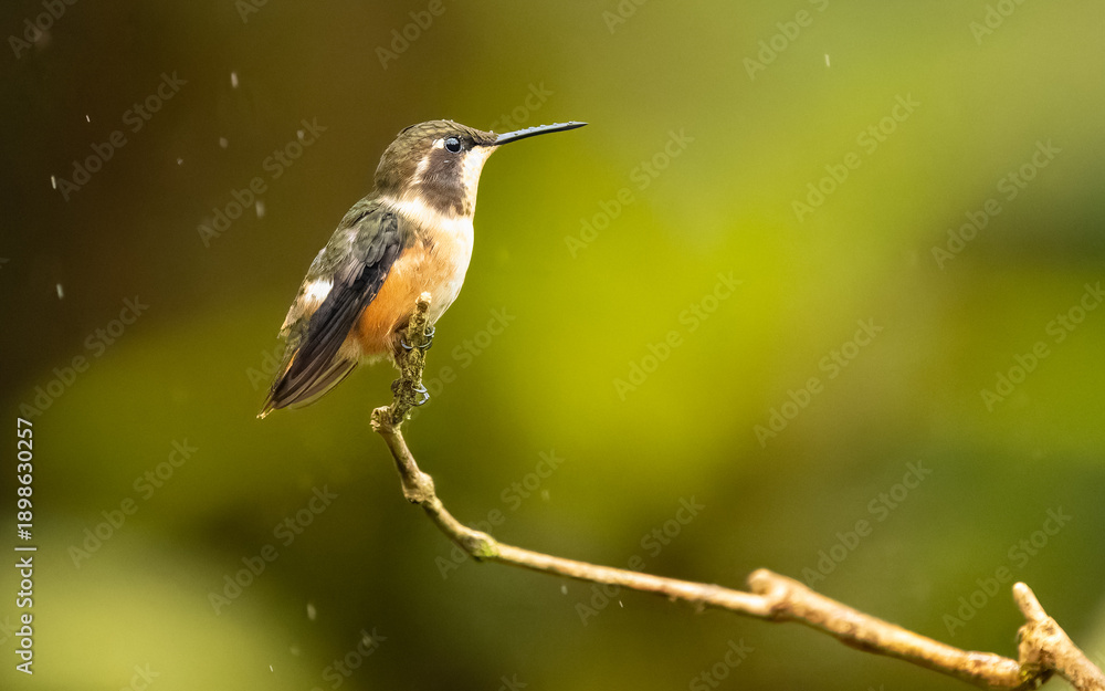Fototapeta premium weiblicher Purpurkehl-Sternkolibri, Mitchellkolibri (Calliphlox mitchellii)