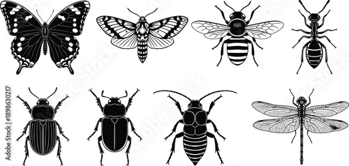 Black and white insect icons set featuring butterfly moth bee ant beetles and dragonfly with detailed wings and body patterns isolated on white background