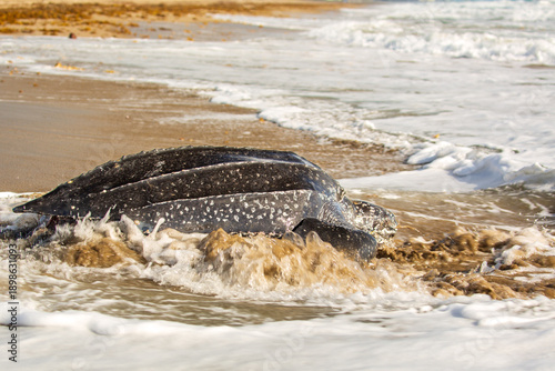 Leatherback Turtle returning to ocean after nesting on Florida East Coast