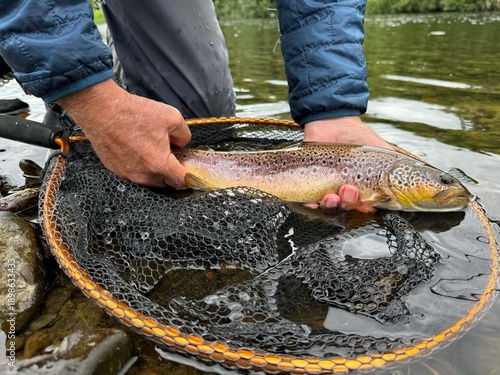 Quadro em tela landed a beautiful brown trout on a fly