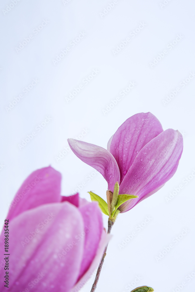 Obraz premium Fresh Pink Magnolia Flowers Blooming Outdoor Close-up