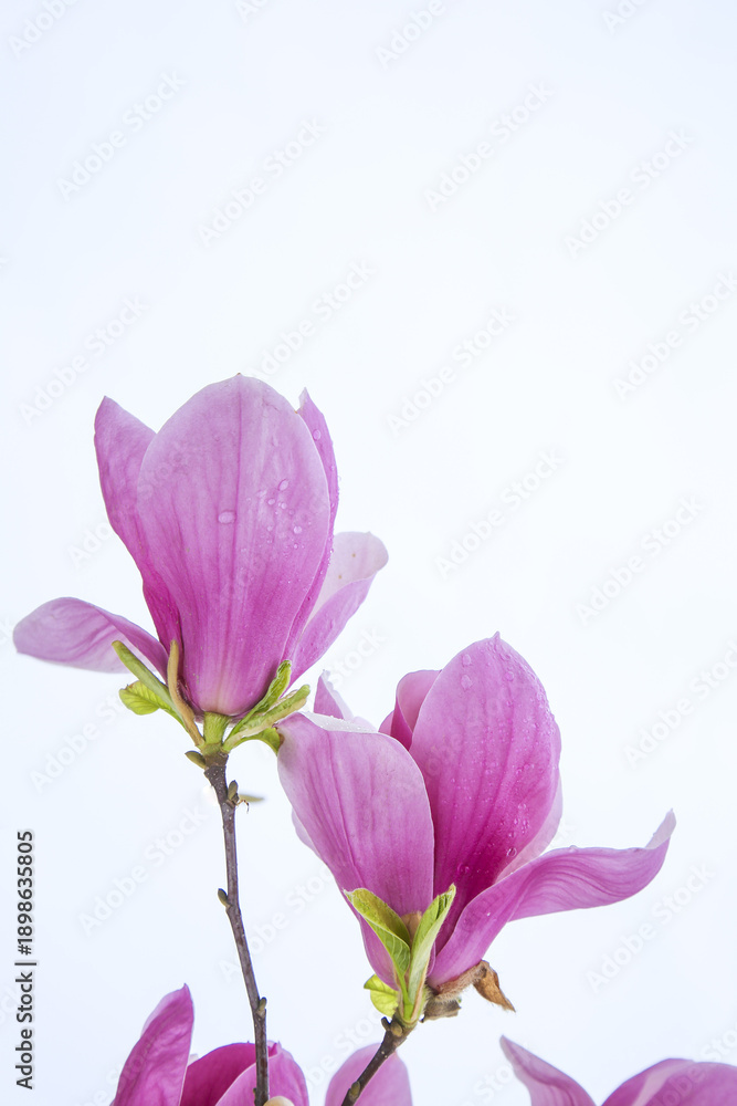 Fototapeta premium Fresh Pink Magnolia Blossoms with Dew Drops