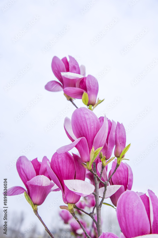 Obraz premium Fresh Pink Magnolia Flowers Blooming Outdoors in Natural Light