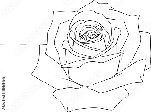Detailed Rose Flower Head Sketch with Technical Guide Lines and Compass Markings