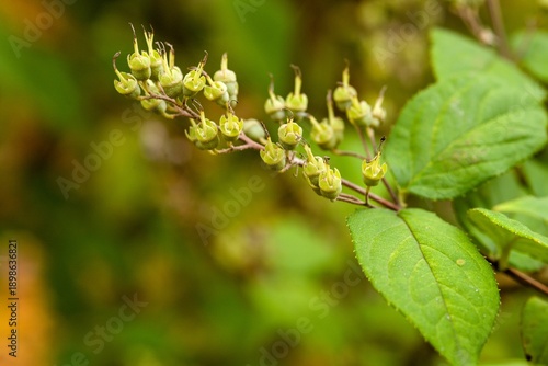 Photos Plant list 2025 - Deutzia x hybrida (Perle Rose)