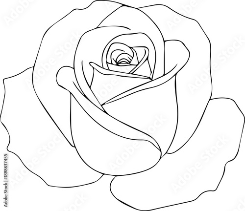 Detailed Sketch of a Rose Flower Head with Blue Construction Lines and Botanical Petal Details