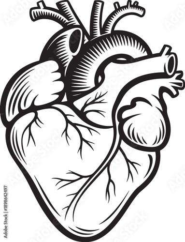 Black and white stylized human heart with visible arteries and veins anatomy medical