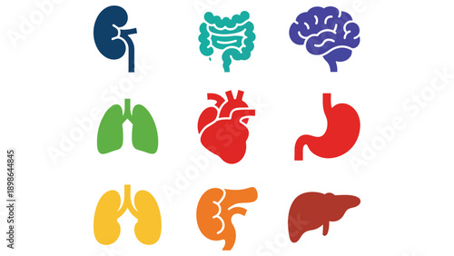 A colorful illustration of various human organs on a white background