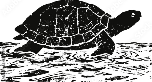 Vintage black and white sea turtle illustration swimming in water with detailed shell pattern