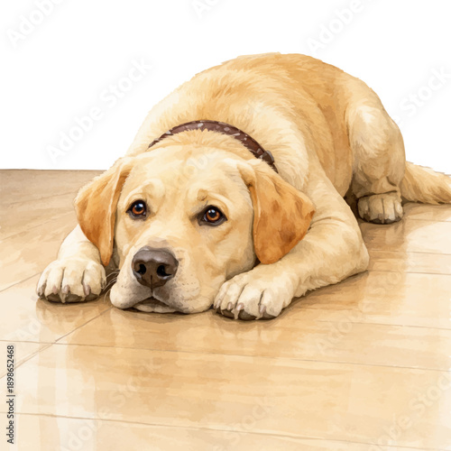 Watercolor-style vector illustration of a cute Labrador retriever puppy lying on the floor, isolated on white. Soft realistic pet art for posters, prints, cards, decor, and pet-related designs.