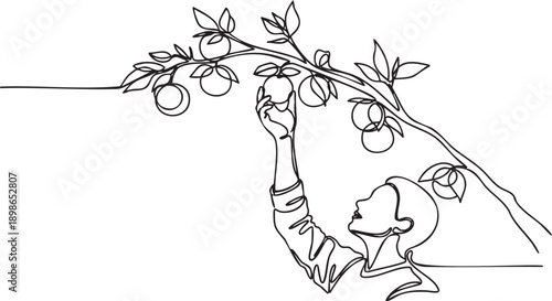 A person reaching for fruit on a tree branch in a serene outdoor setting