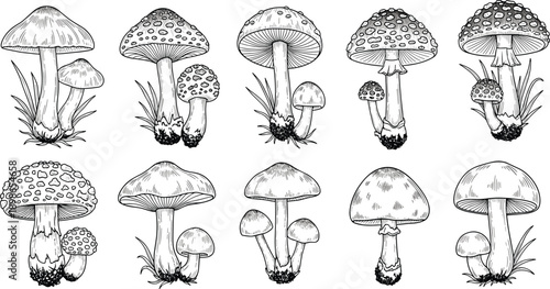 Black and white illustration of ten mushrooms with unique caps, stems, and textures, detailed botanical design isolated on white background for food, nature, and educational theme