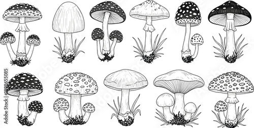 Black and white illustration of twelve mushrooms with distinct caps, stems, and textures, detailed botanical design isolated on white background for food, nature, and educational themes