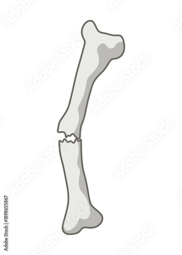 Dinosaurs skeletons parts underground. Fossils, bones of prehistoric reptiles and ammonites