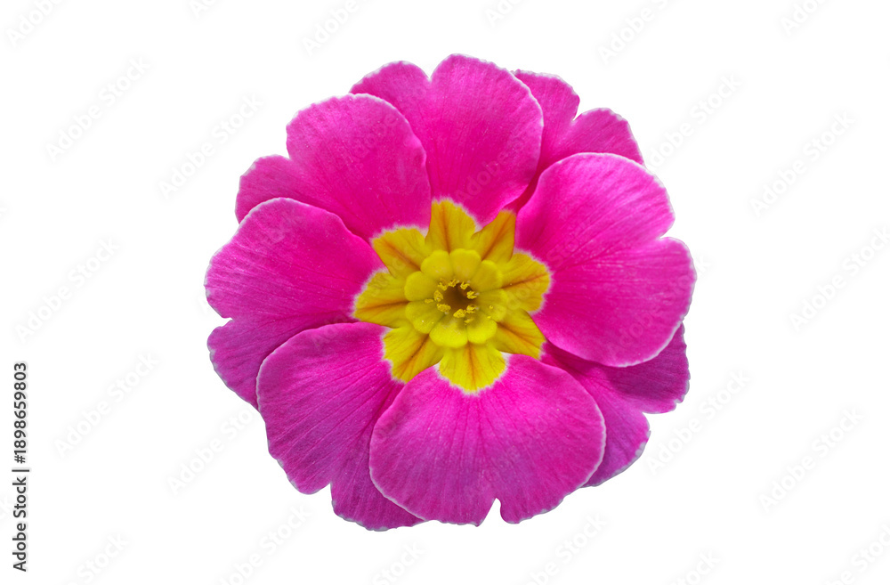 Fototapeta premium close up of pink primula flower isolated on transparent background, top view