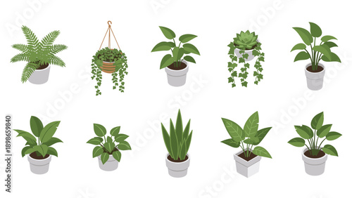 Diverse collection of isometric potted plants includes various ferns, succulents, and leafy greens in clean white pots for home or office decor.