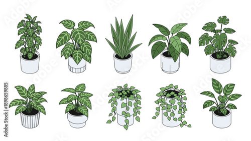 Selection of ten different green indoor leafy plants in minimalist white pots is shown in a clean and professional isometric illustration.