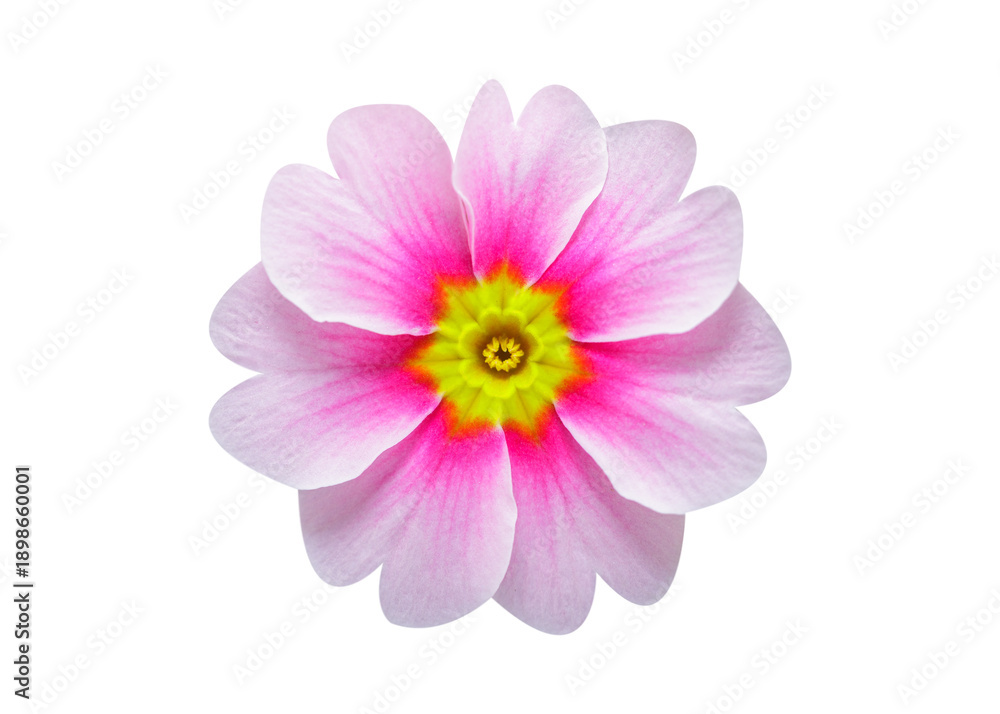 Fototapeta premium close up of colorful primula flower isolated on transparent background, top view