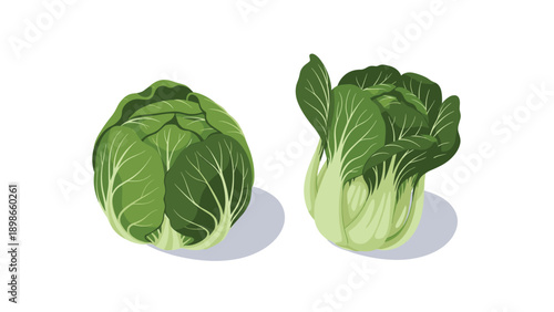 Two heads of fresh green leafy vegetables resembling a whole cabbage and a bunch of bok choy are presented as botanical illustrations.